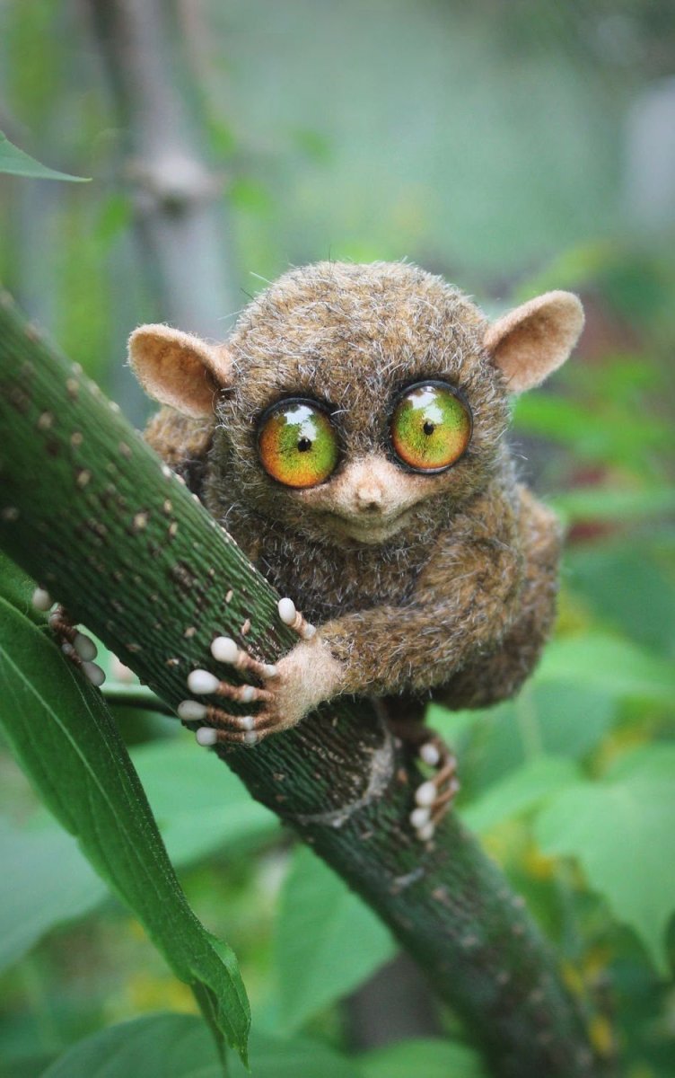 Сумчатый долгопят