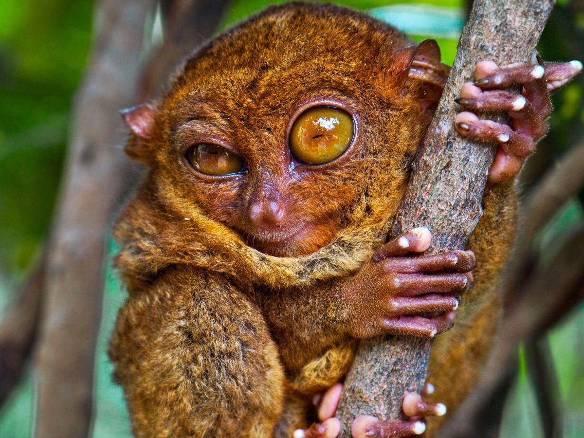 Сумчатый долгопят