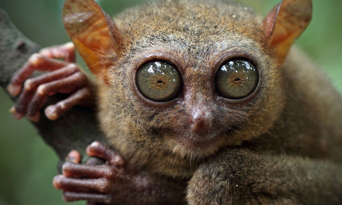 Глаза обезьяны