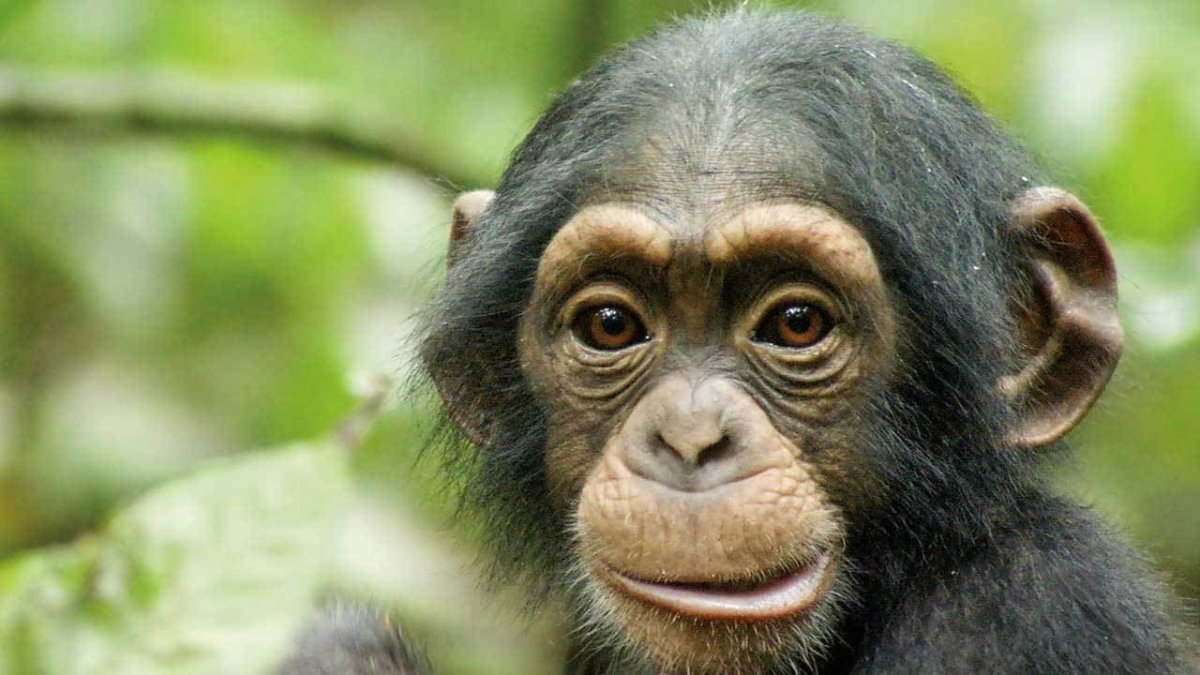 Кунац меймун