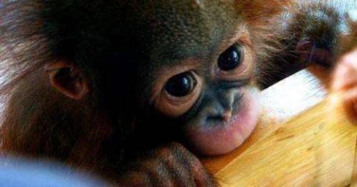 Самая милая обезьяна