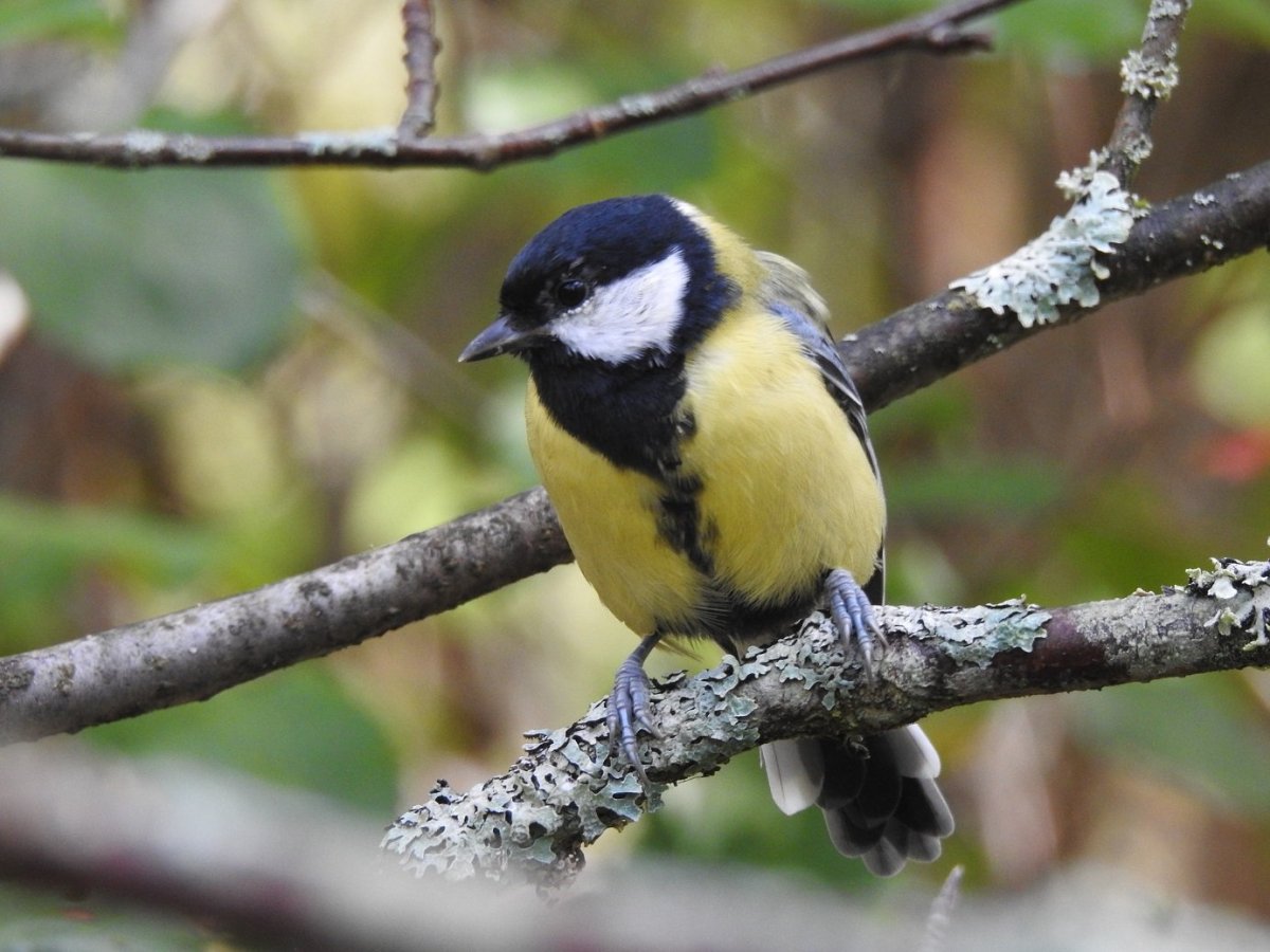 Синица Гаечка