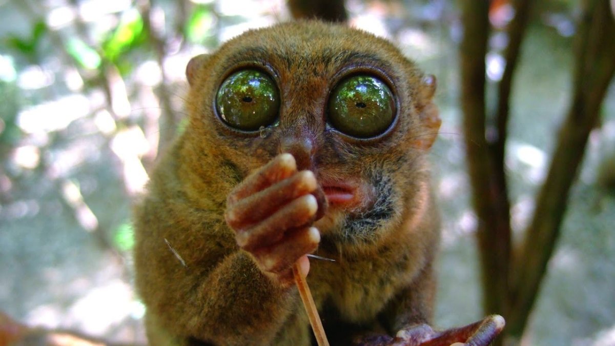 Обезьяна целует