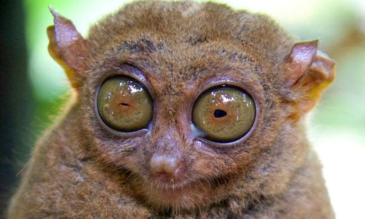 Лемур Лори выпученные глазки