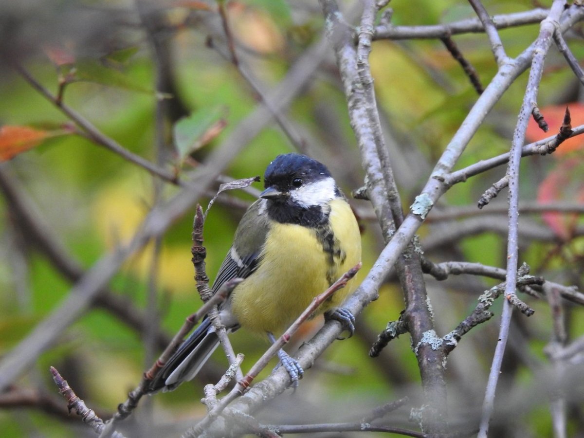 Синица Гаечка и большая