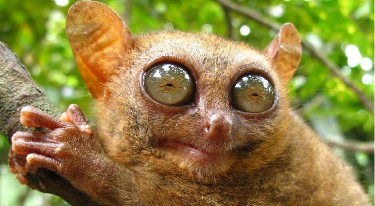 Восточный долгопят