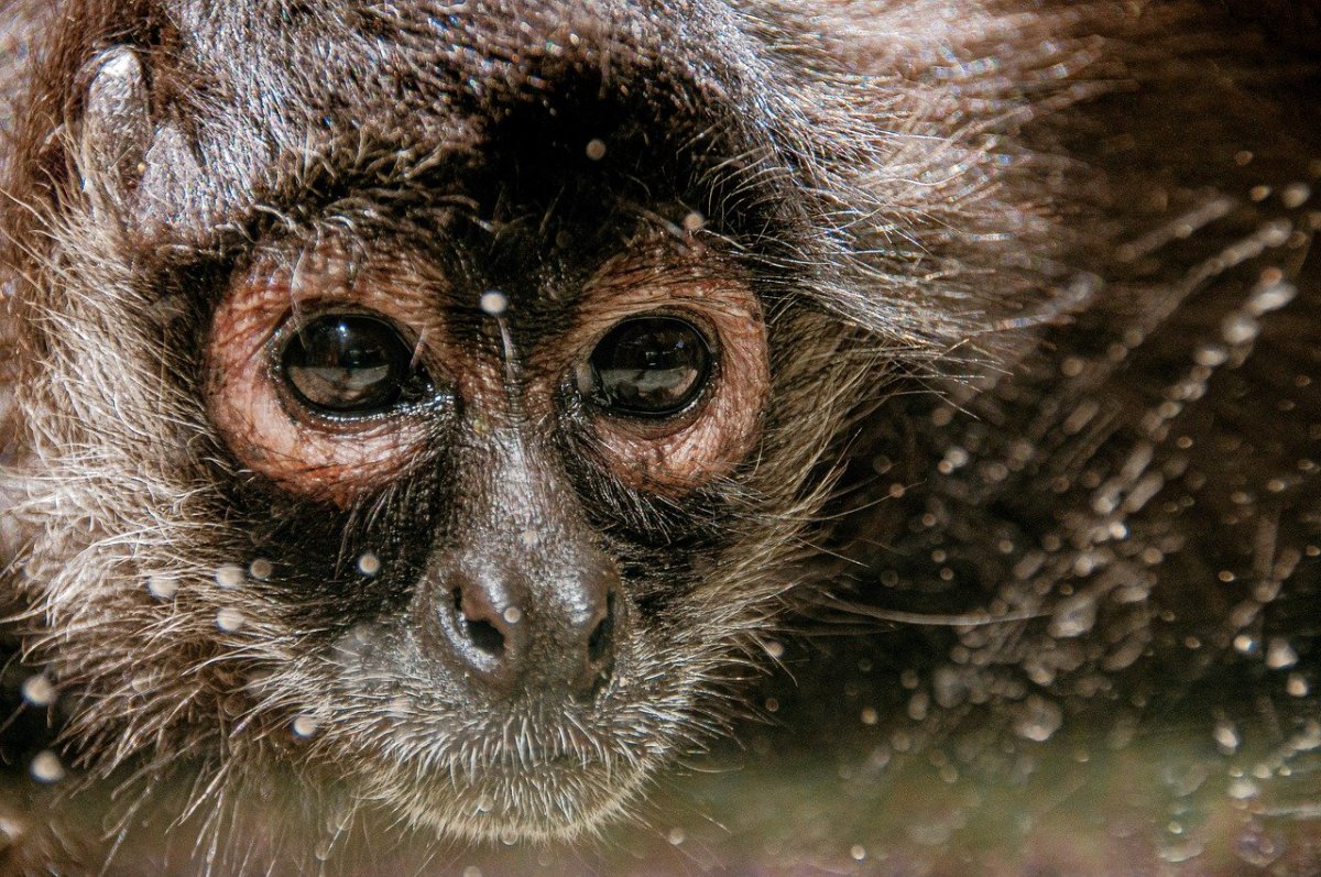 Западный долгопят