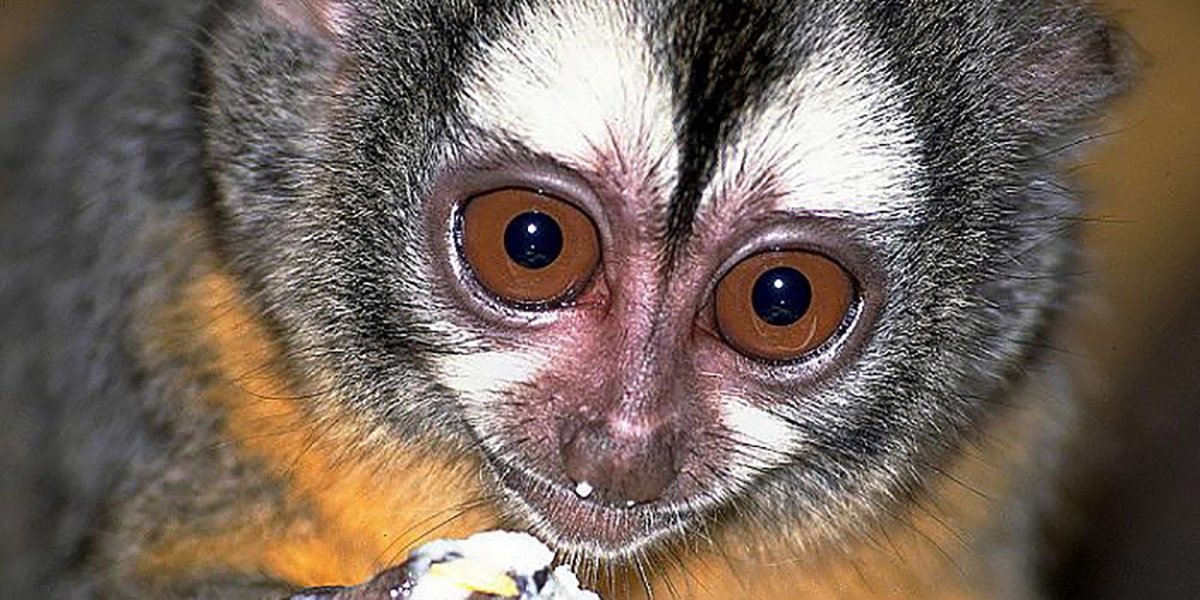 Мирикина обезьяна