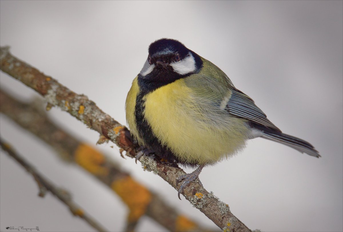 Синица лазоревка фото