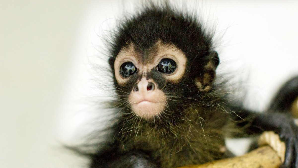 Маленькая обезьянка мартышка