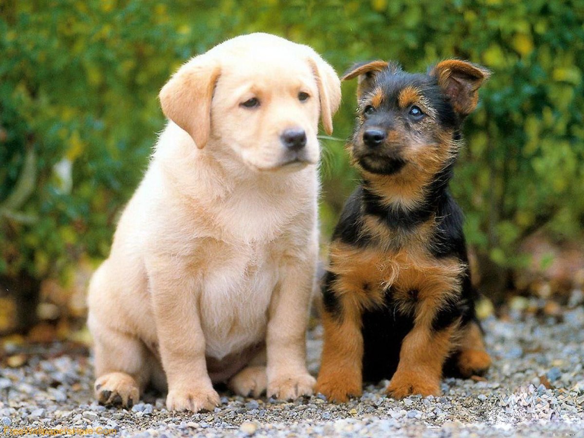 Щенки разных пород