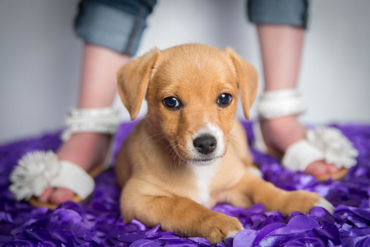 Тигровый бордер колли