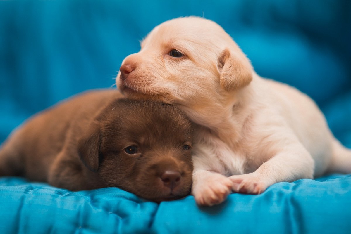 Разные собаки