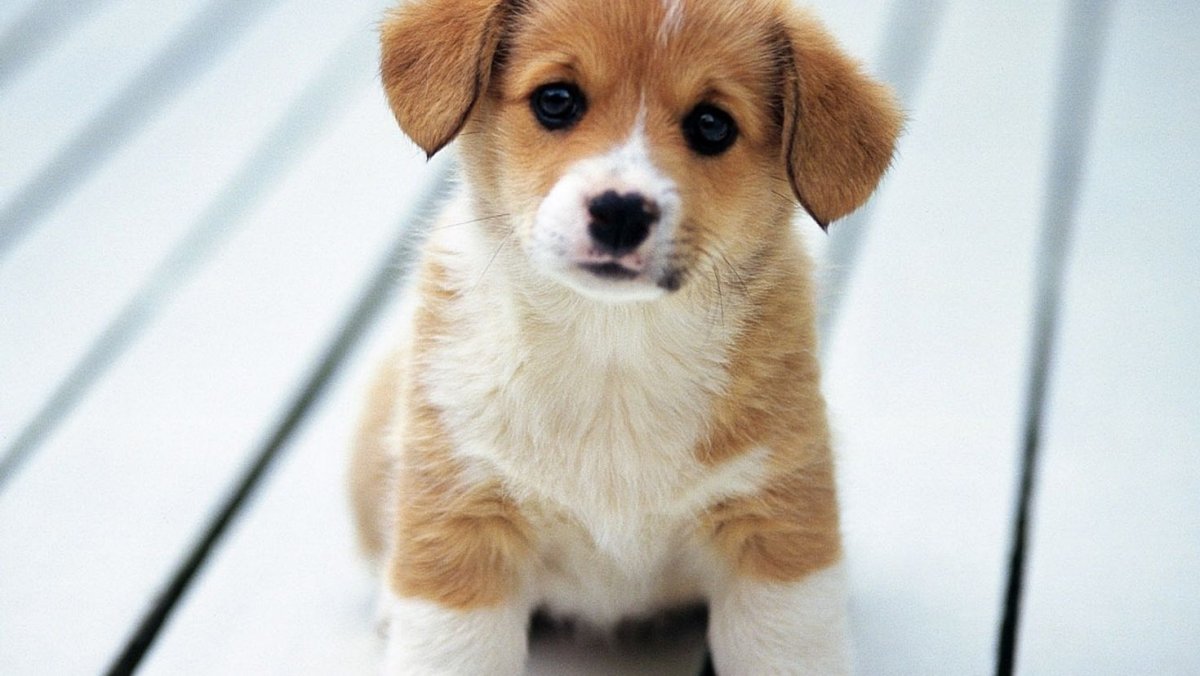 Щенки разных пород собак