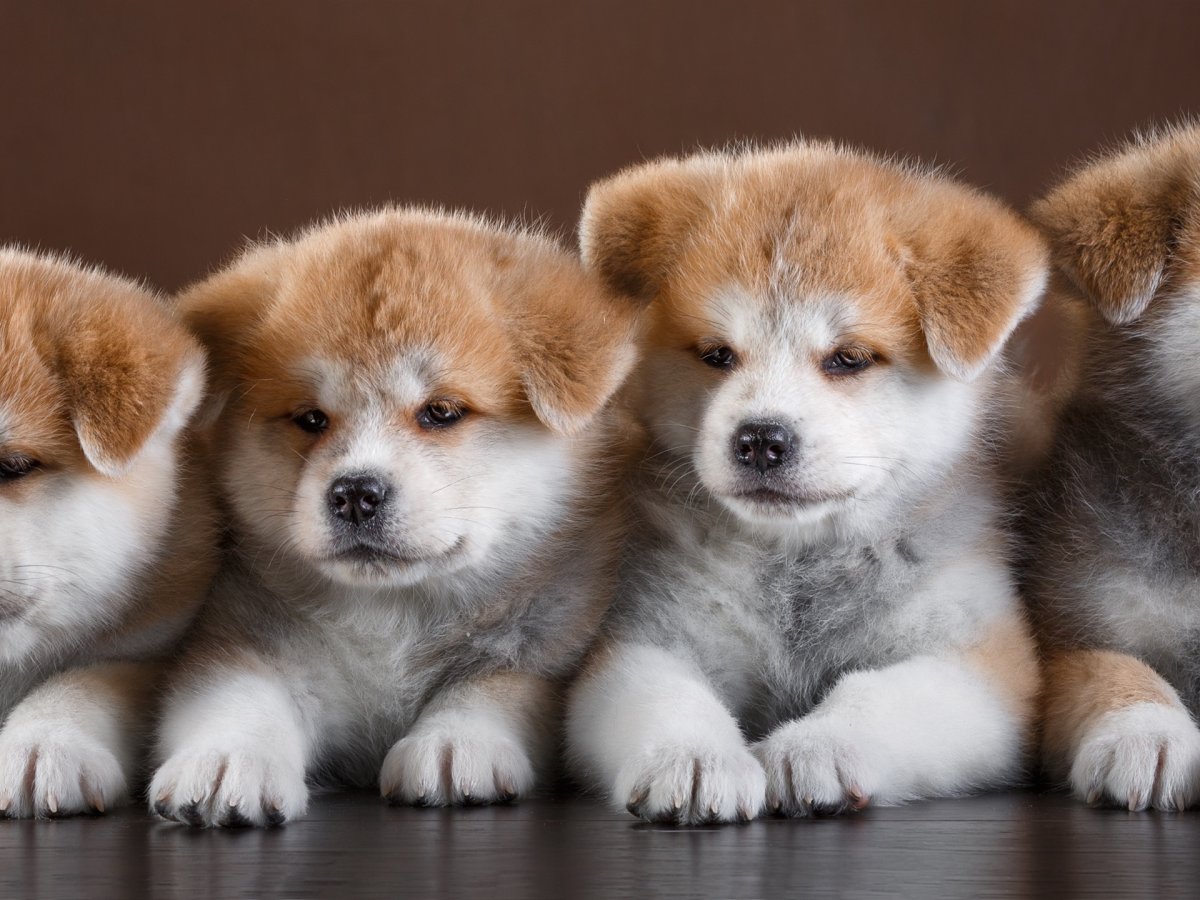 Австралийская овчарка аусси щенок