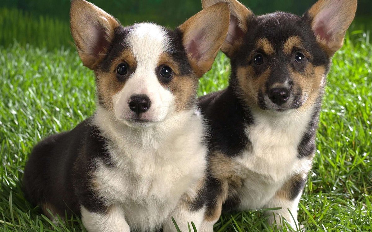 Много милых щенков