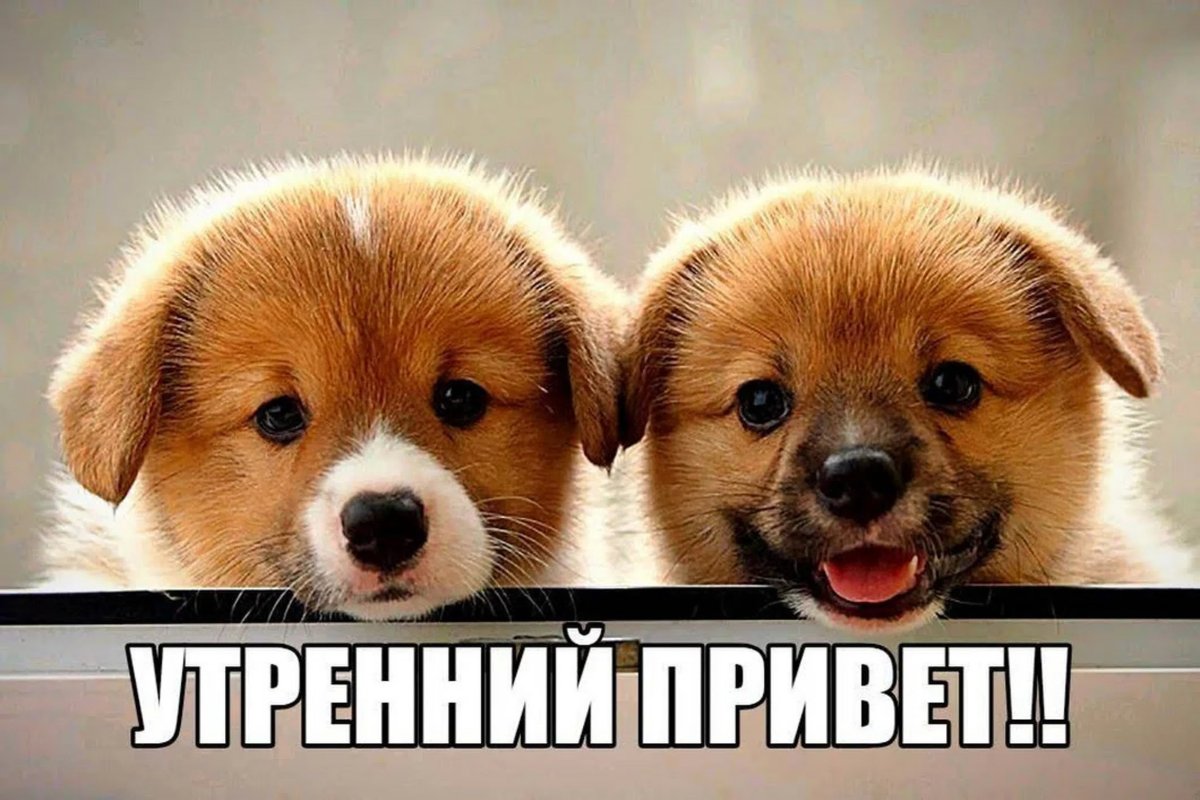 Милые щеночки