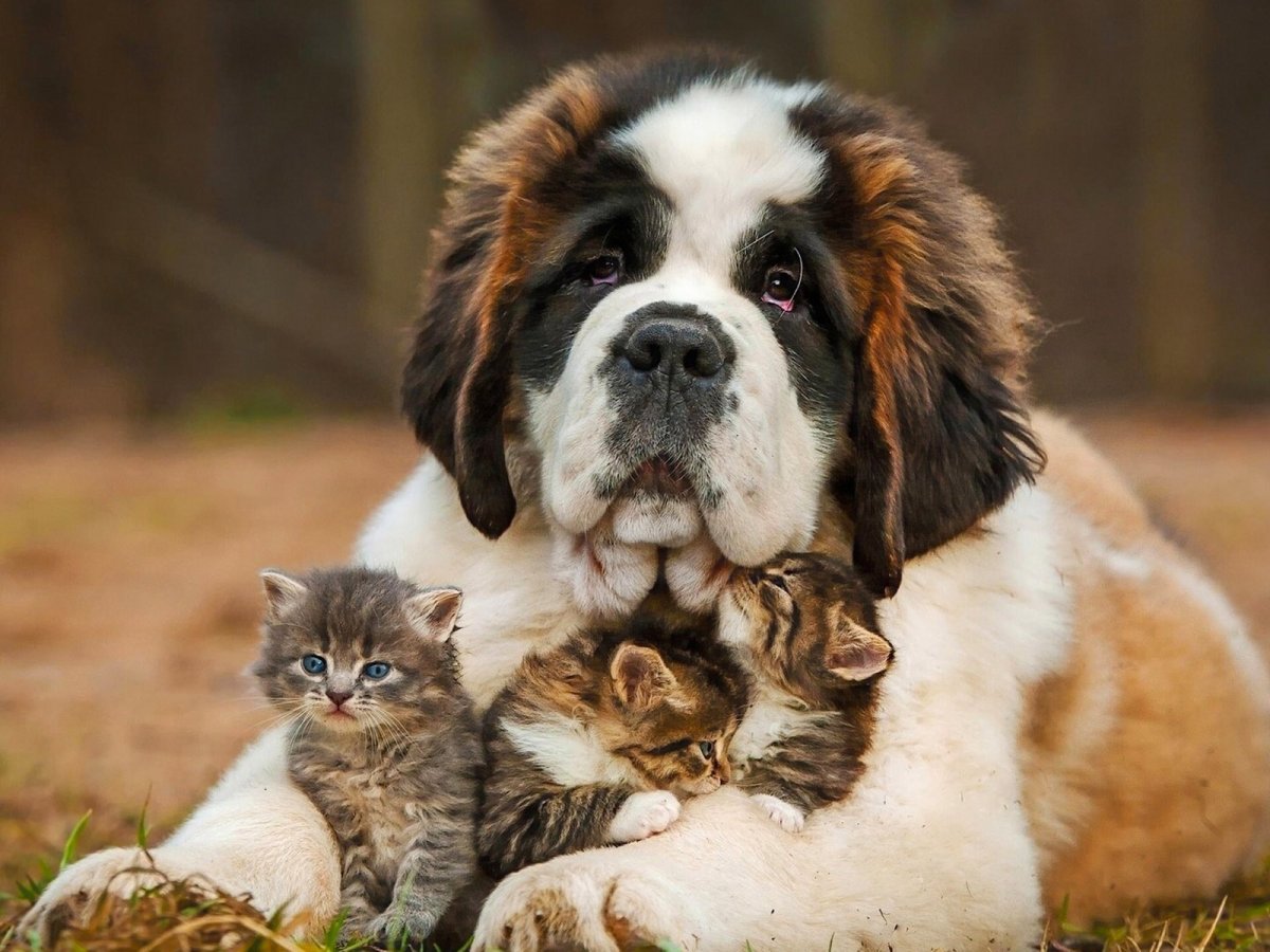 Чёрная такса щенок