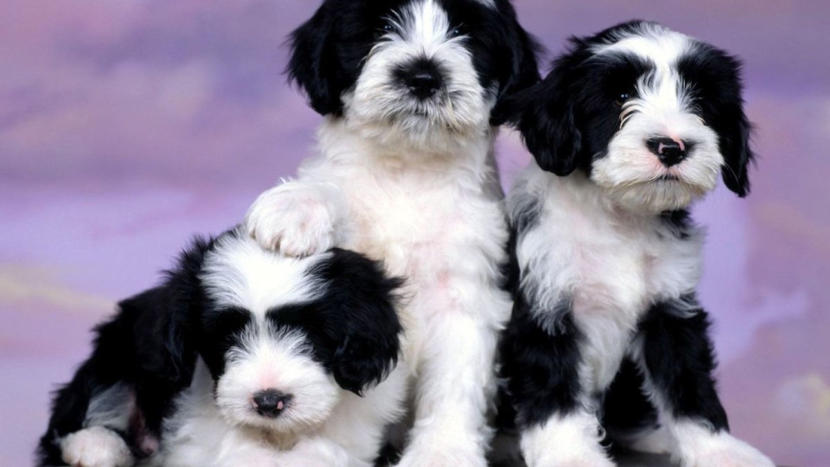 Красивые щенки фото