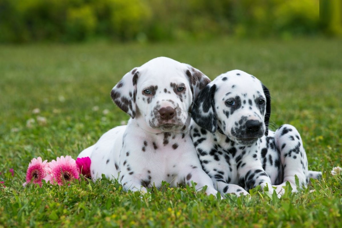 Про маленького щенка