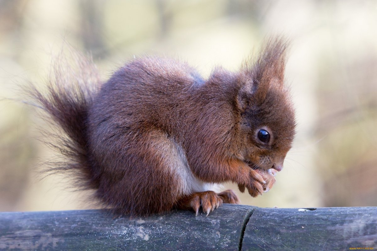 Кустарниковая белка