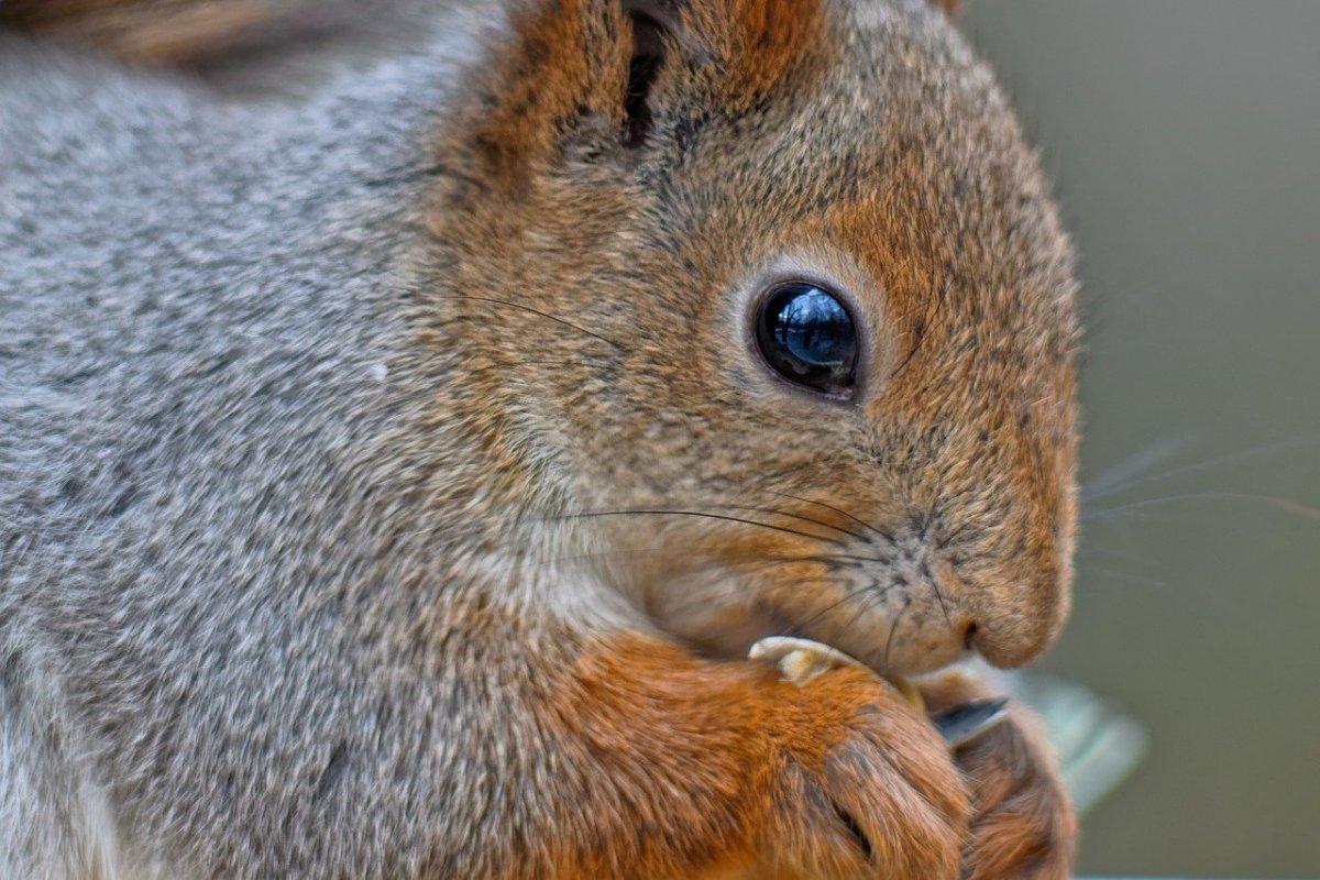 Голубая белка