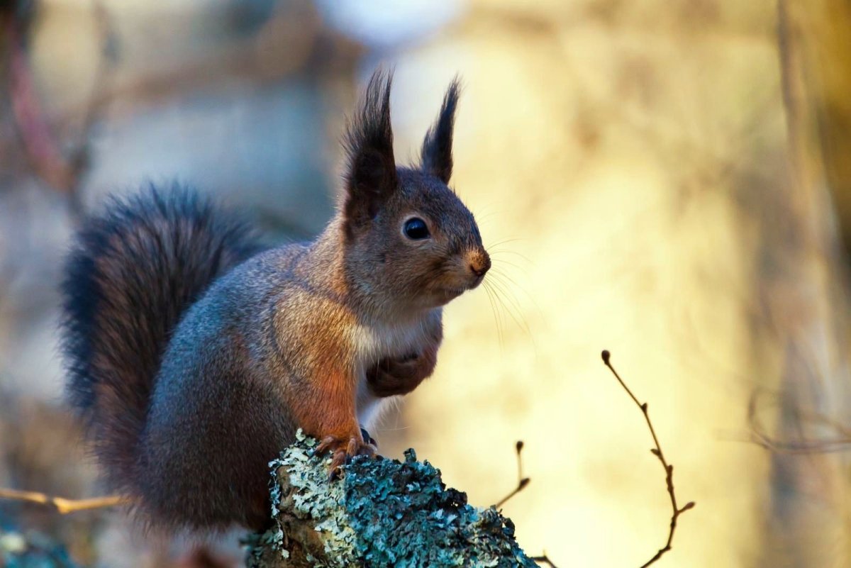 Голубая белка