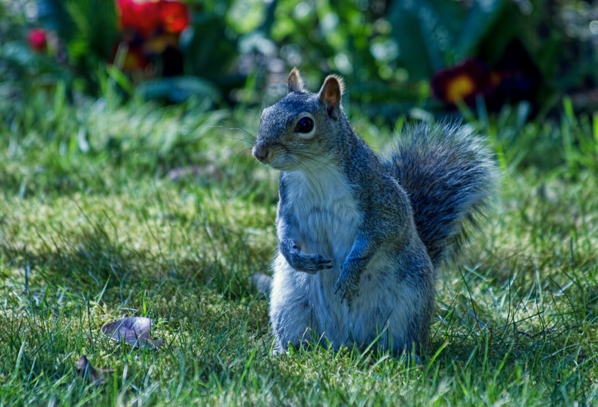 Синяя белка