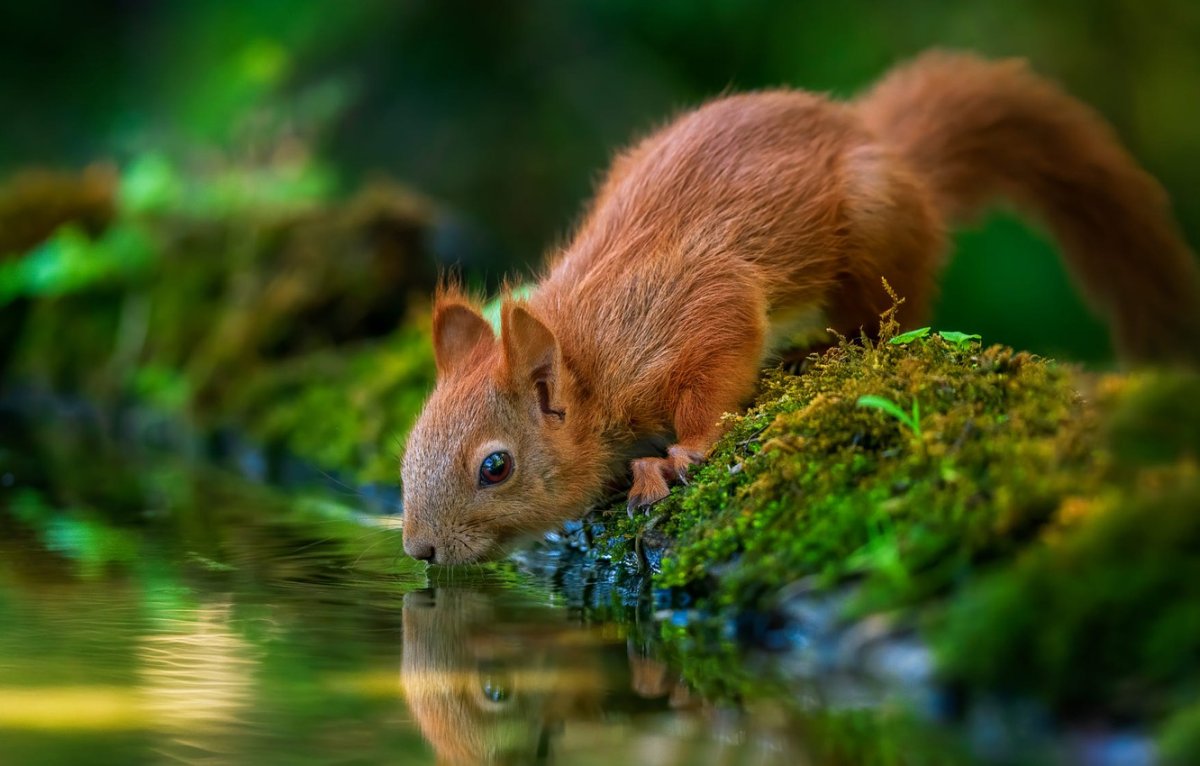 Животные и мох