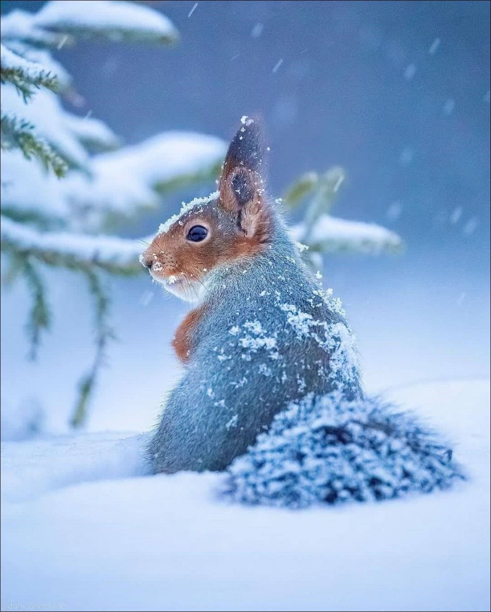 Доброе утро зима