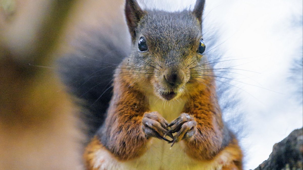 Вертикальные обои белки