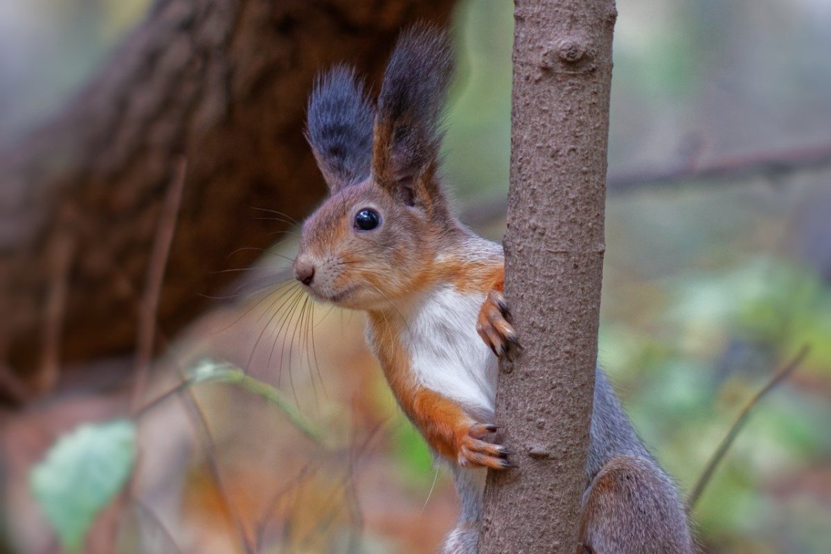 Голубая белка
