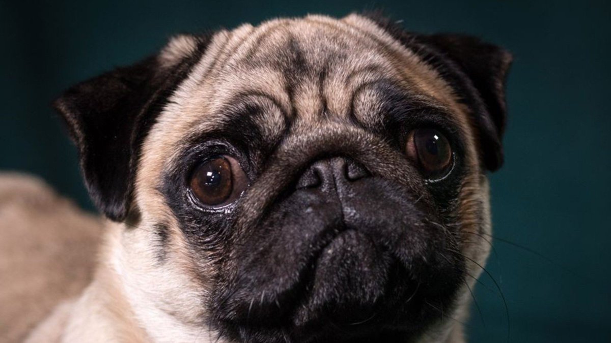 Морда МОПСА