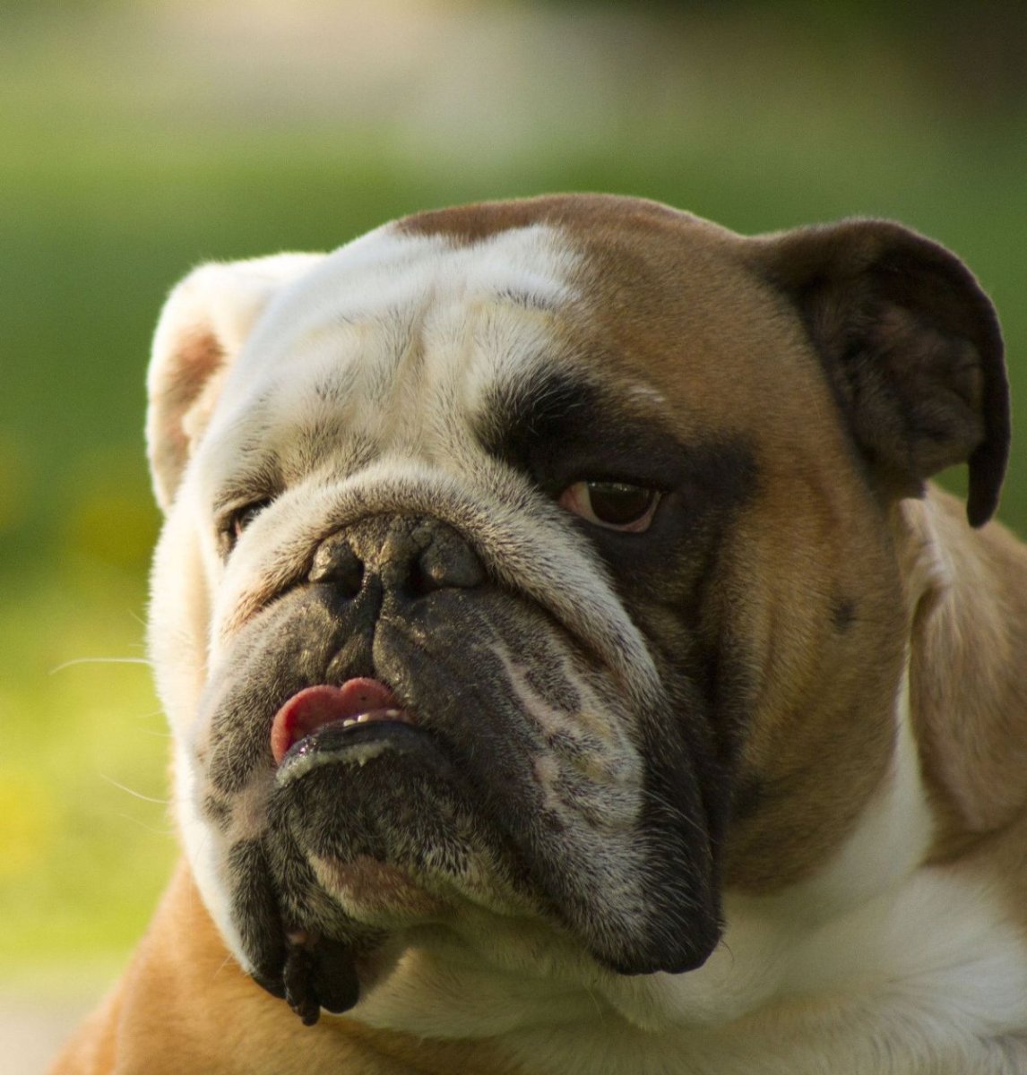 Английский бульдог