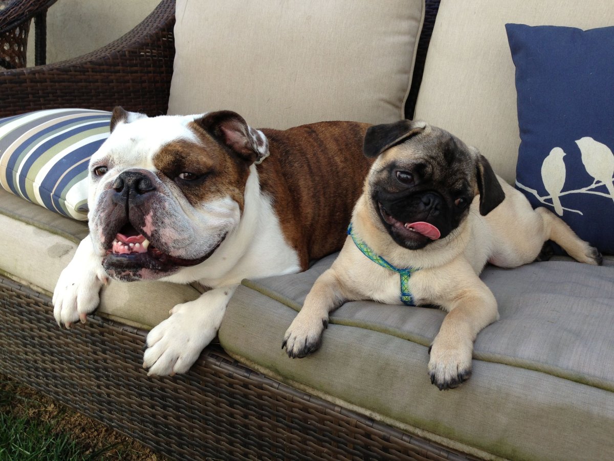 Французский бульдог и Мопс