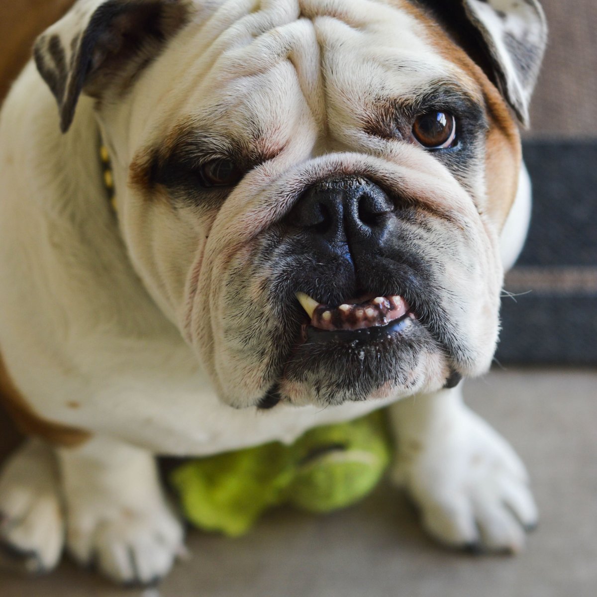 Собака бульдог