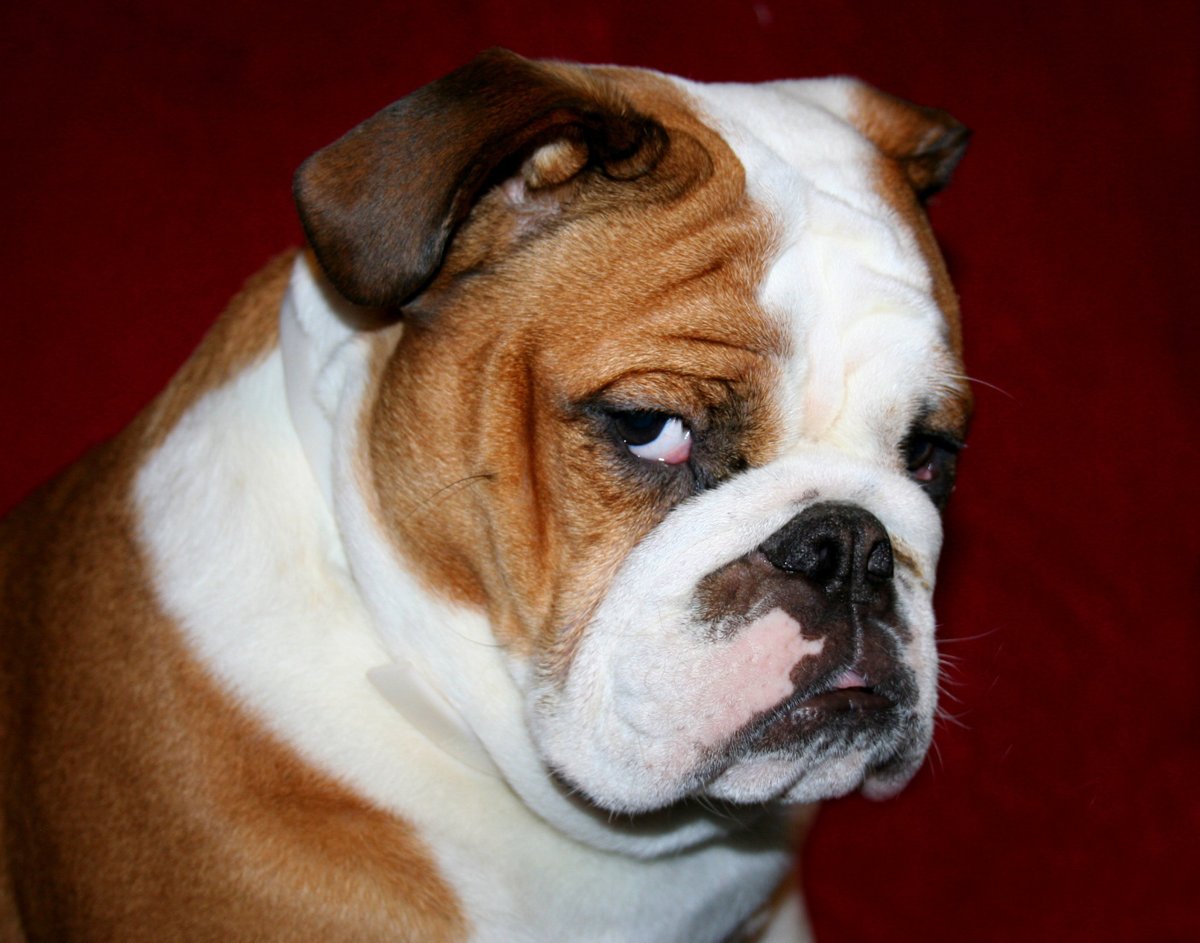 Английский бульдог коричневый