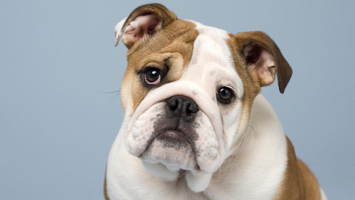 Собака с приплюснутой мордой большая