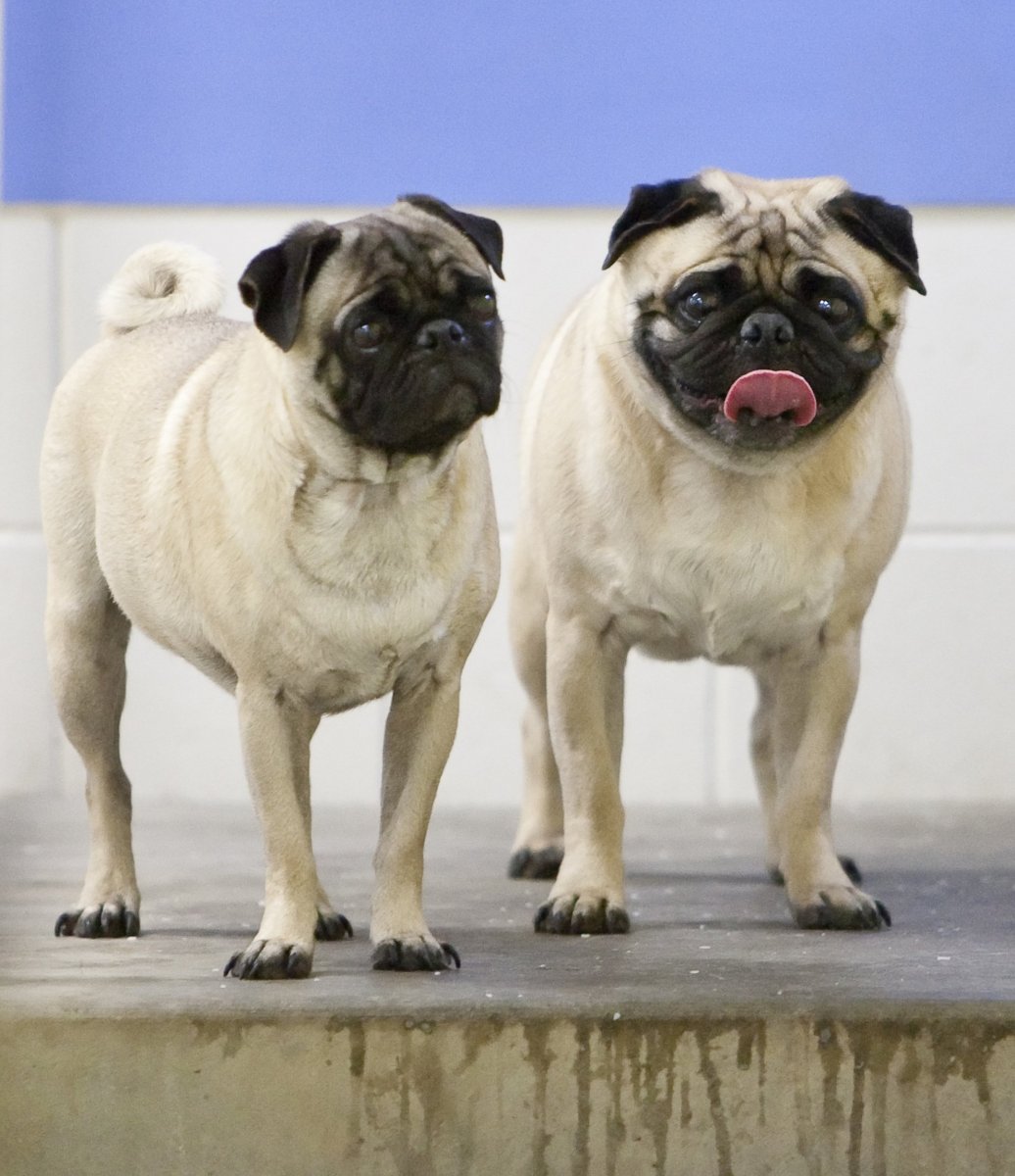 Бельгийский Мопс