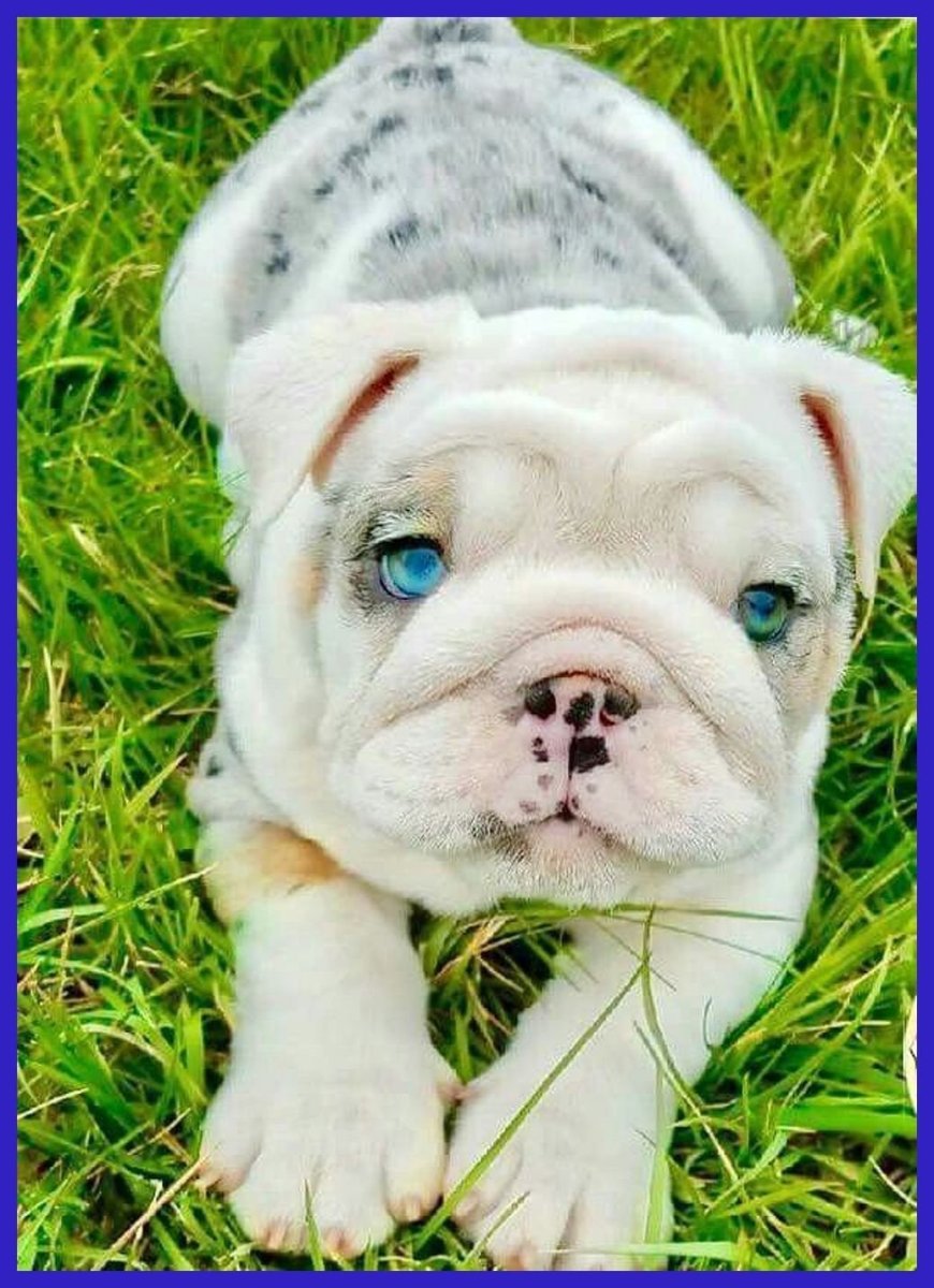 Бенгальский бульдог