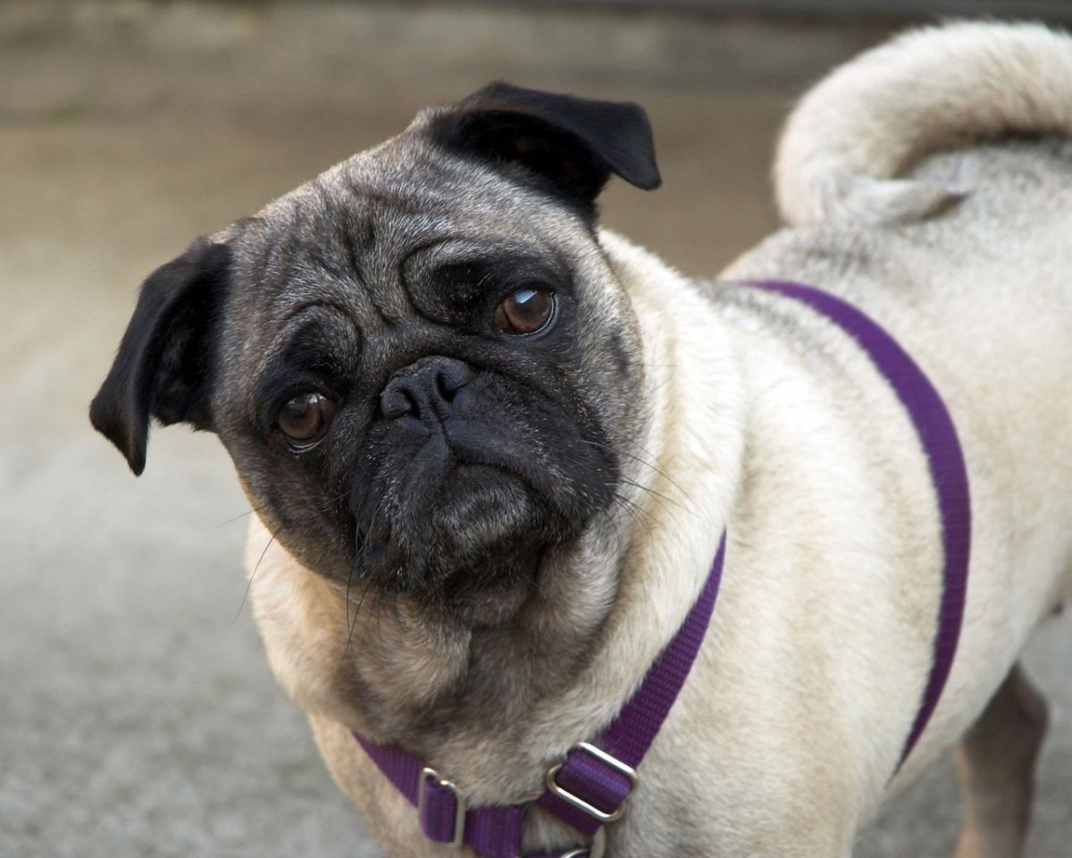 Шарпеевидный Мопс