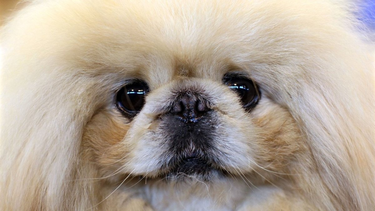 Пекинес китайский Императорский