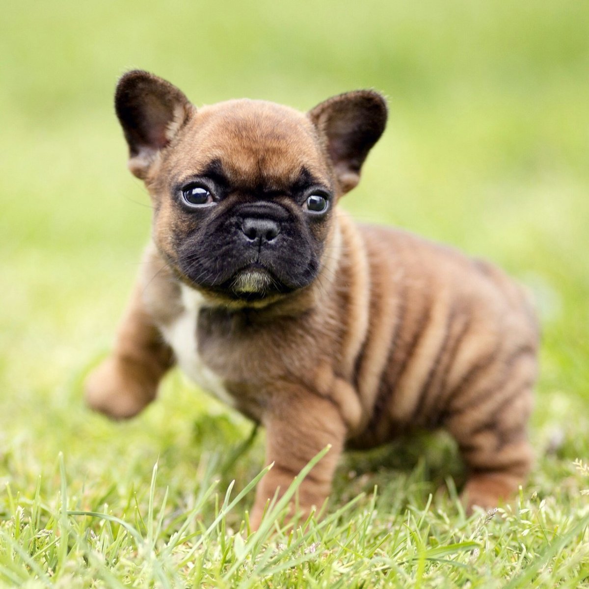 Померанский бульдог