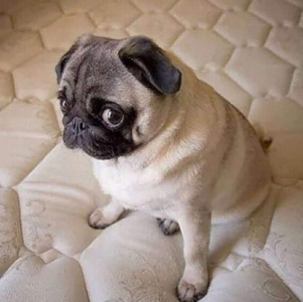 Мопс гладкошерстный