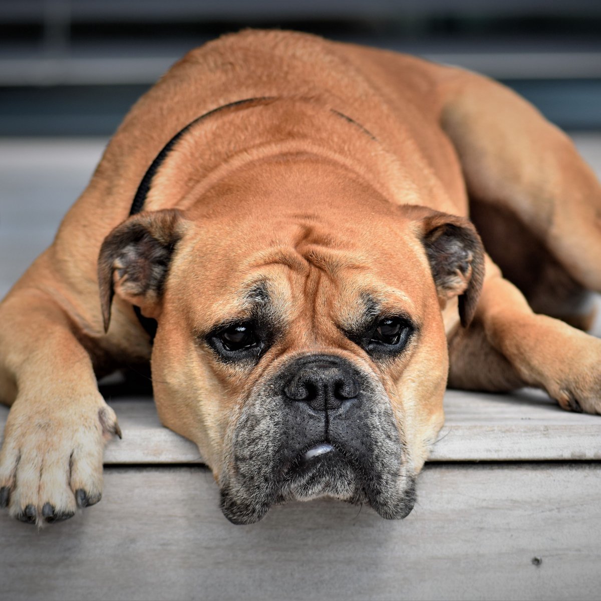 Грустный пес бульдог