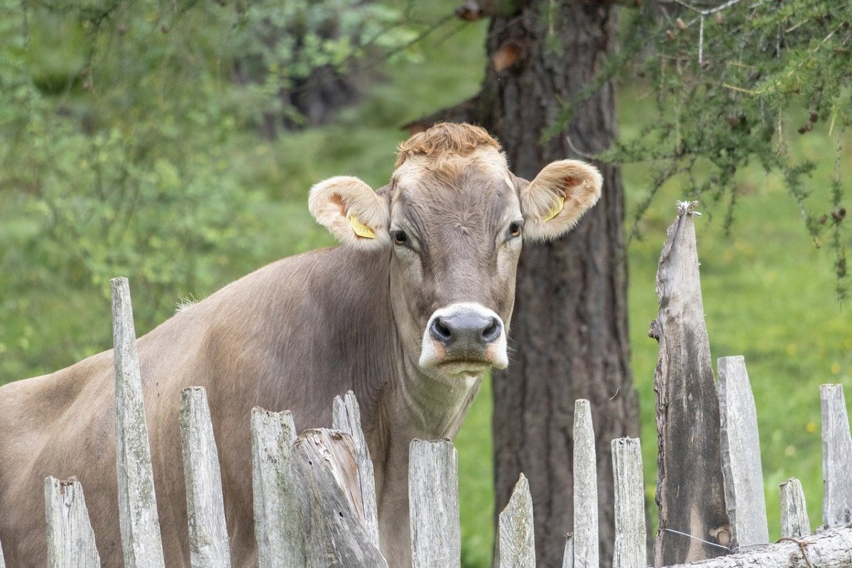 Швицкая корова