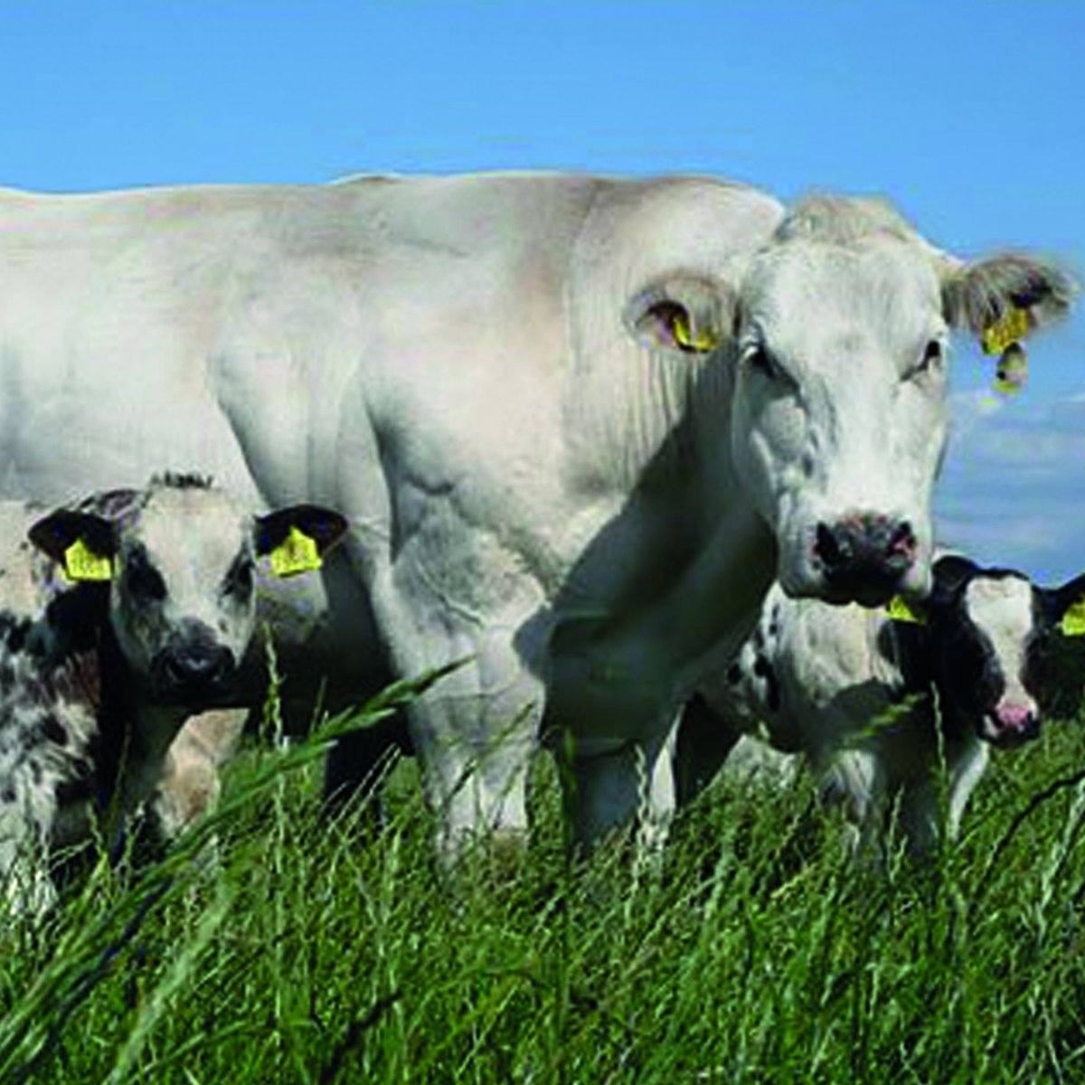 Бельгийская бело голубая порода