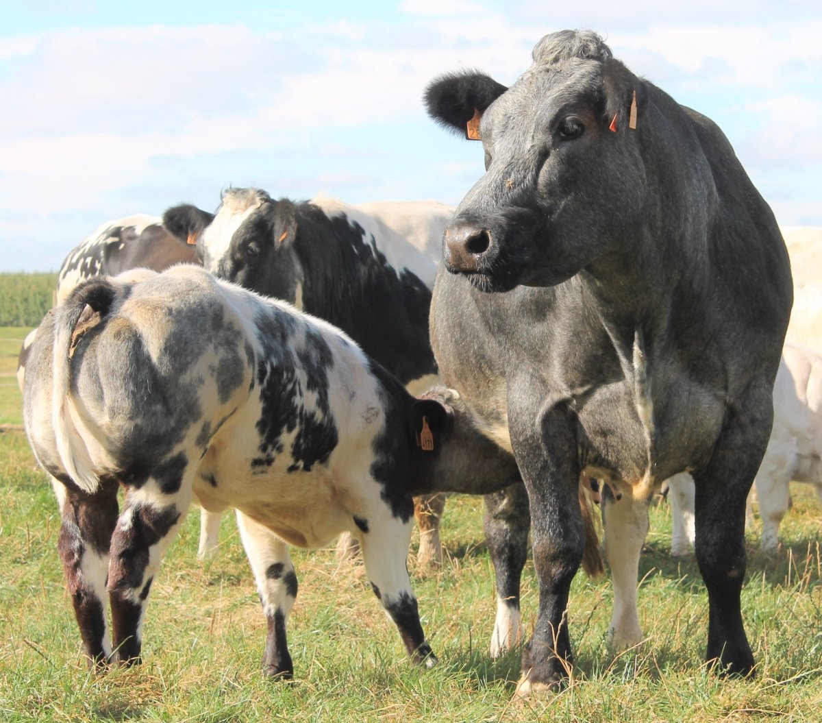Belgian Blue Cattle