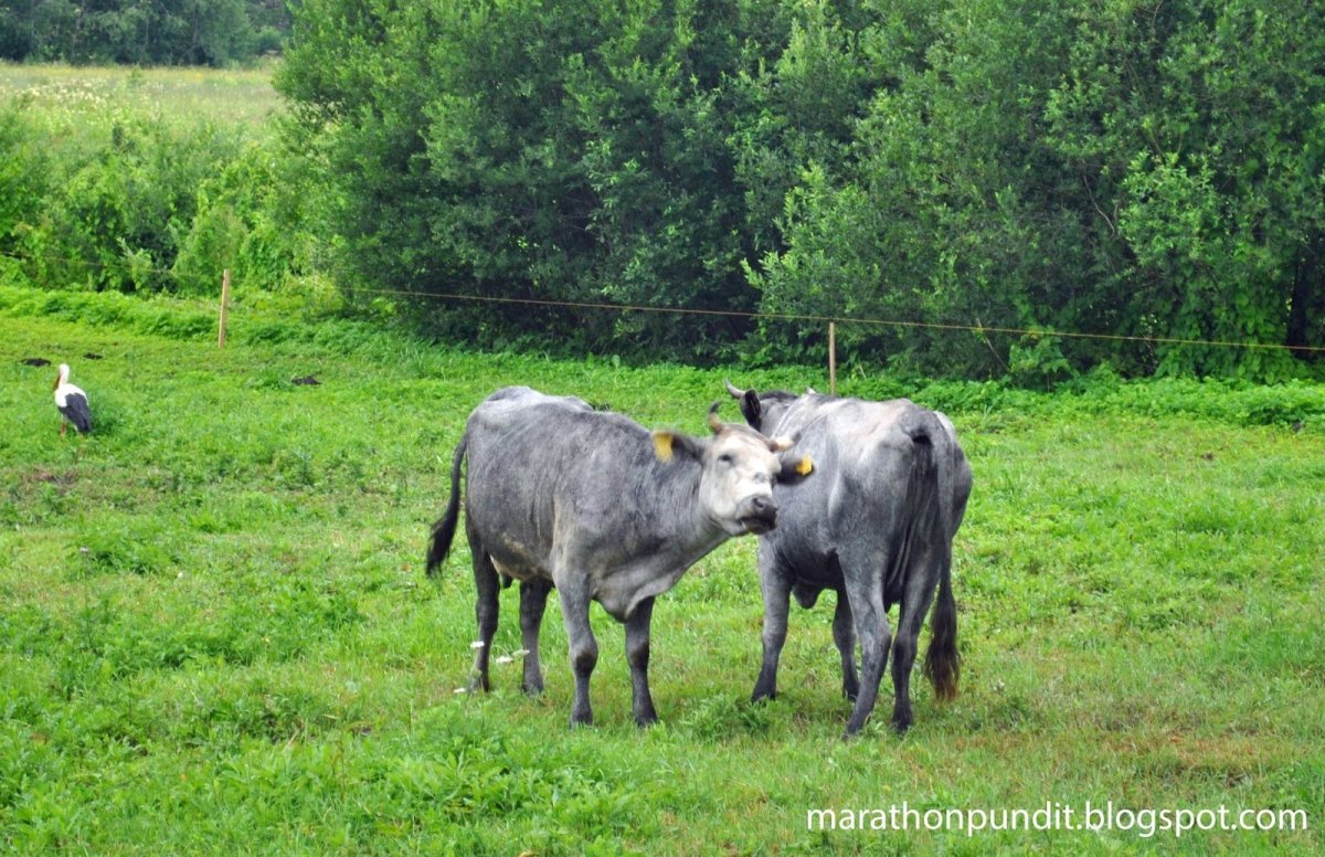 Латвийская голубая