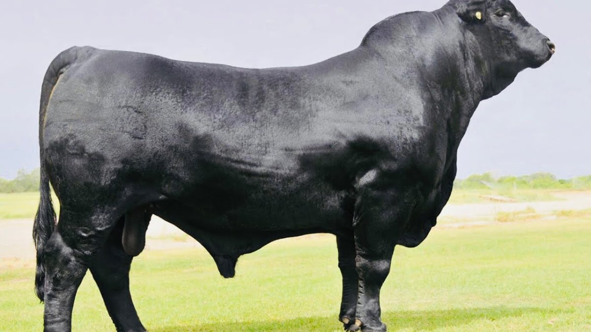 Быки мясного направления